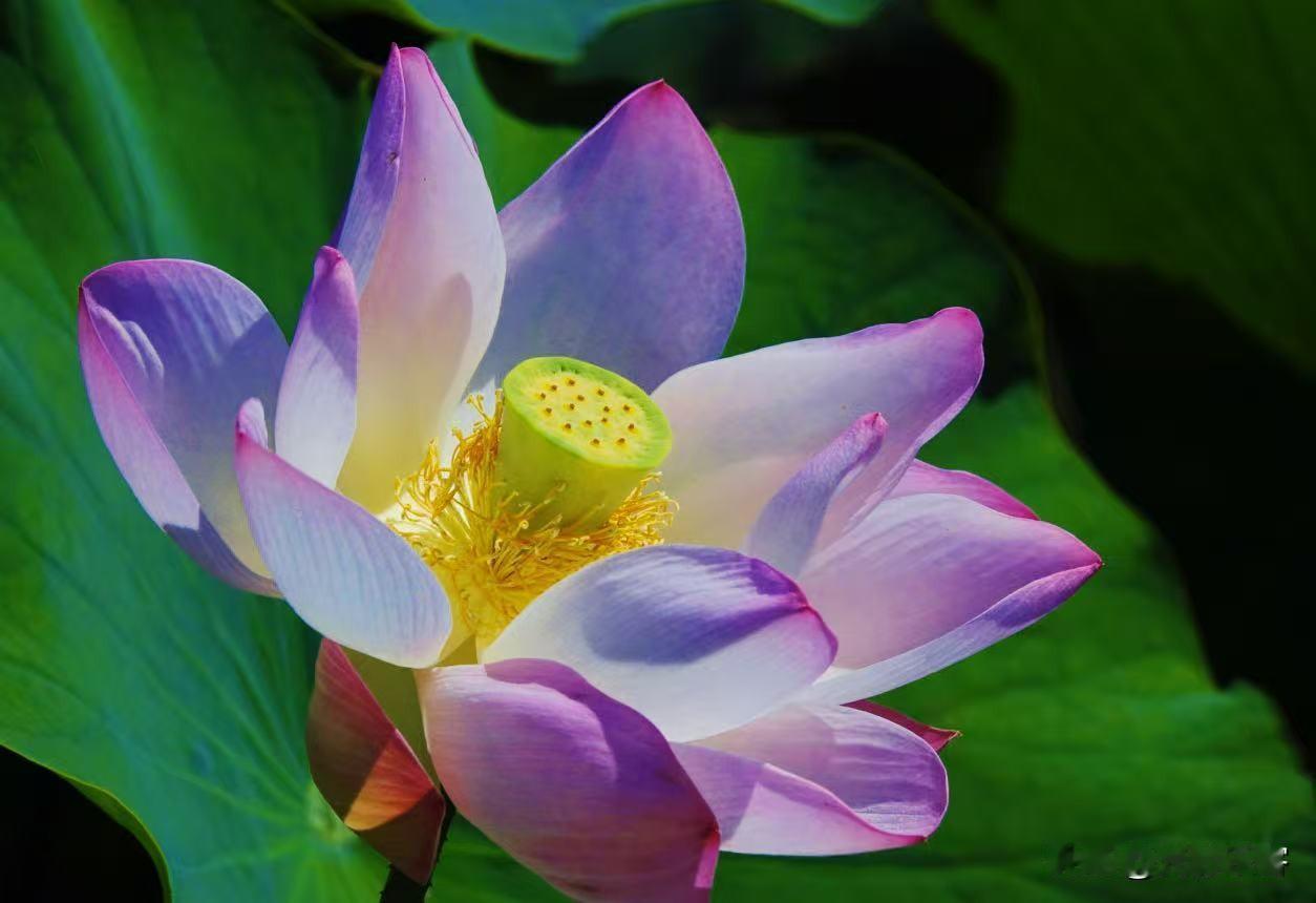 离晋阳湖荷塘不太远的地方有一个面积非常小的荷塘，可以由于避风还有几朵荷花在盛开，