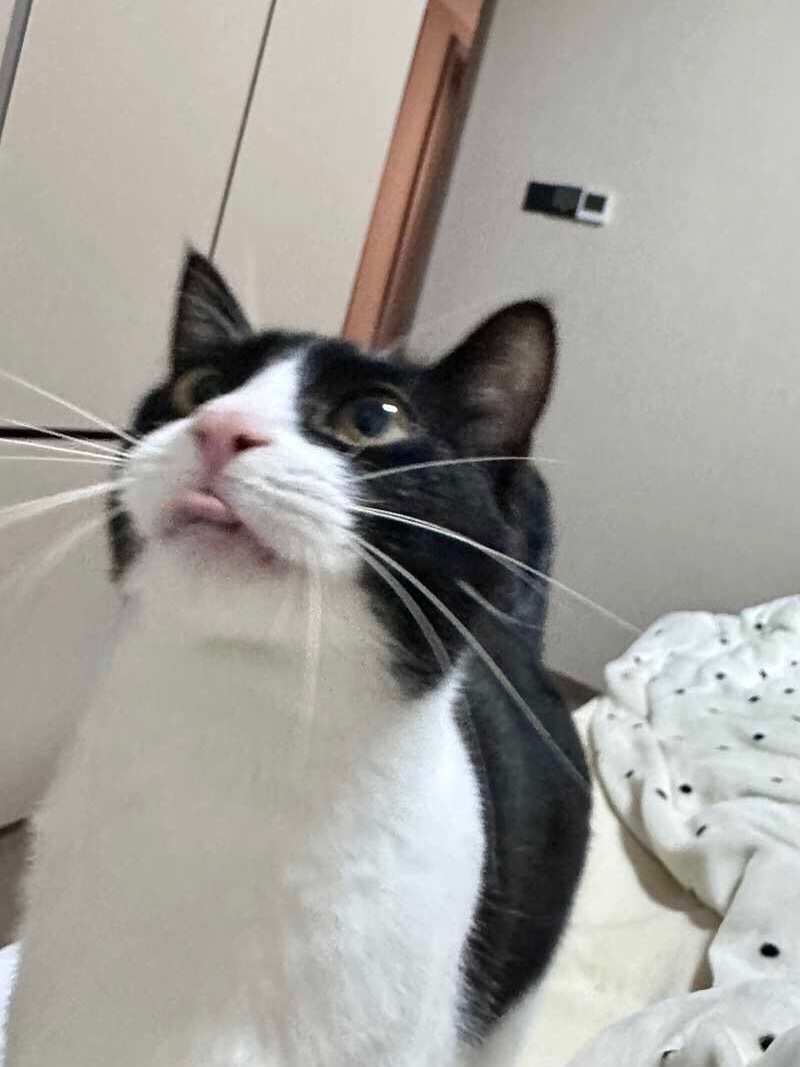 猪肉脯，我完全被你迷住了！daily奶牛猫 （投稿：） 