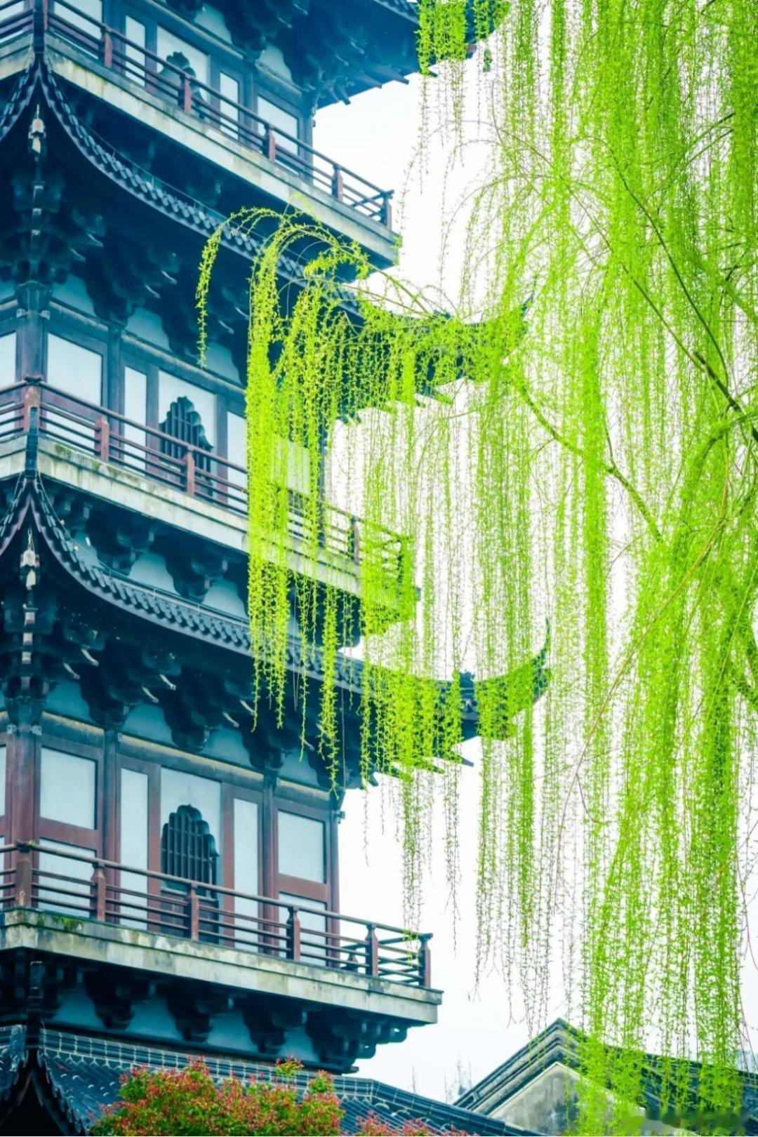 微风轻轻吹过，柳条垂满整座阁楼，满眼都是生机～ 