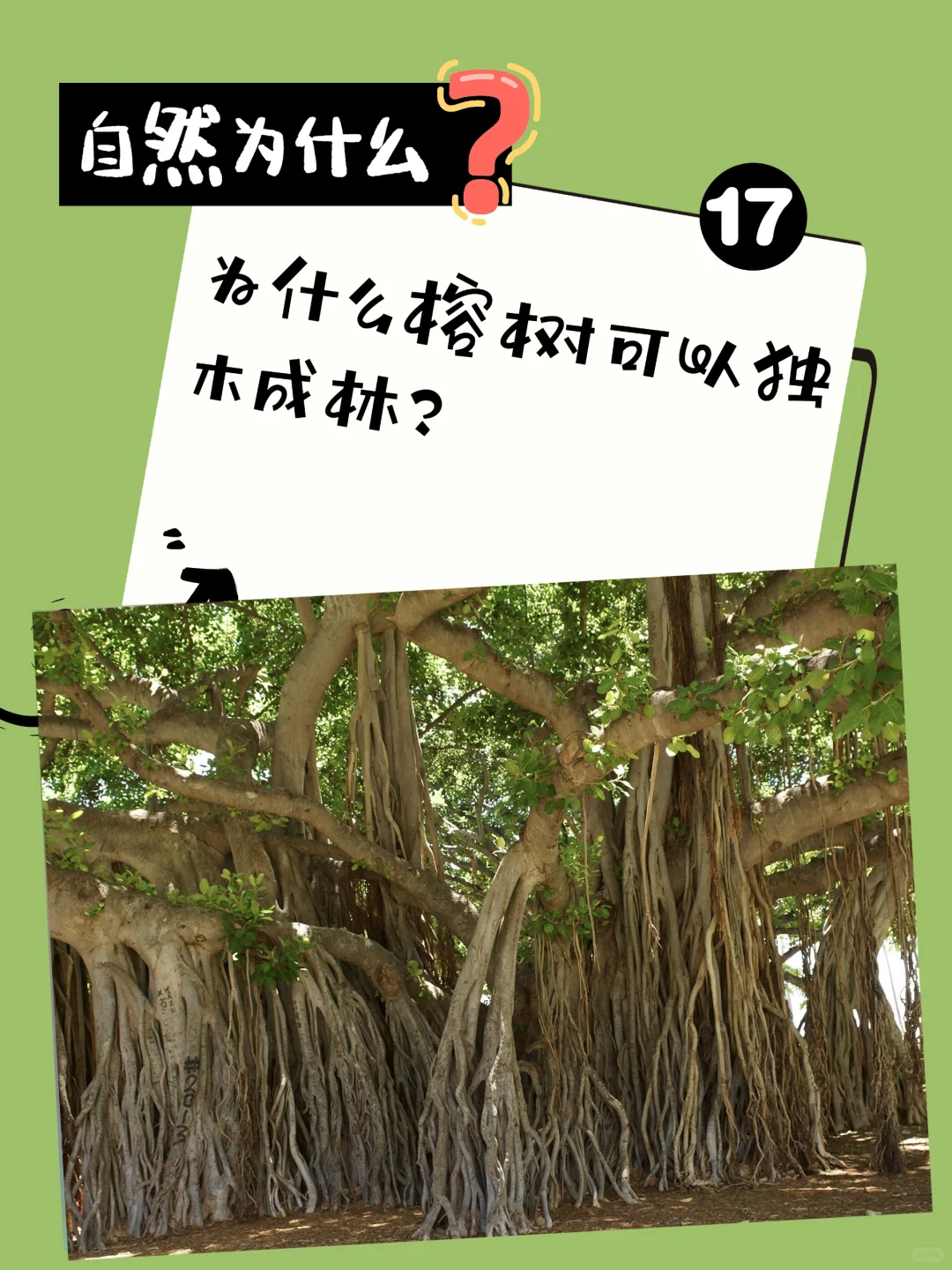 自然为什么｜神奇植物有话说①⑦