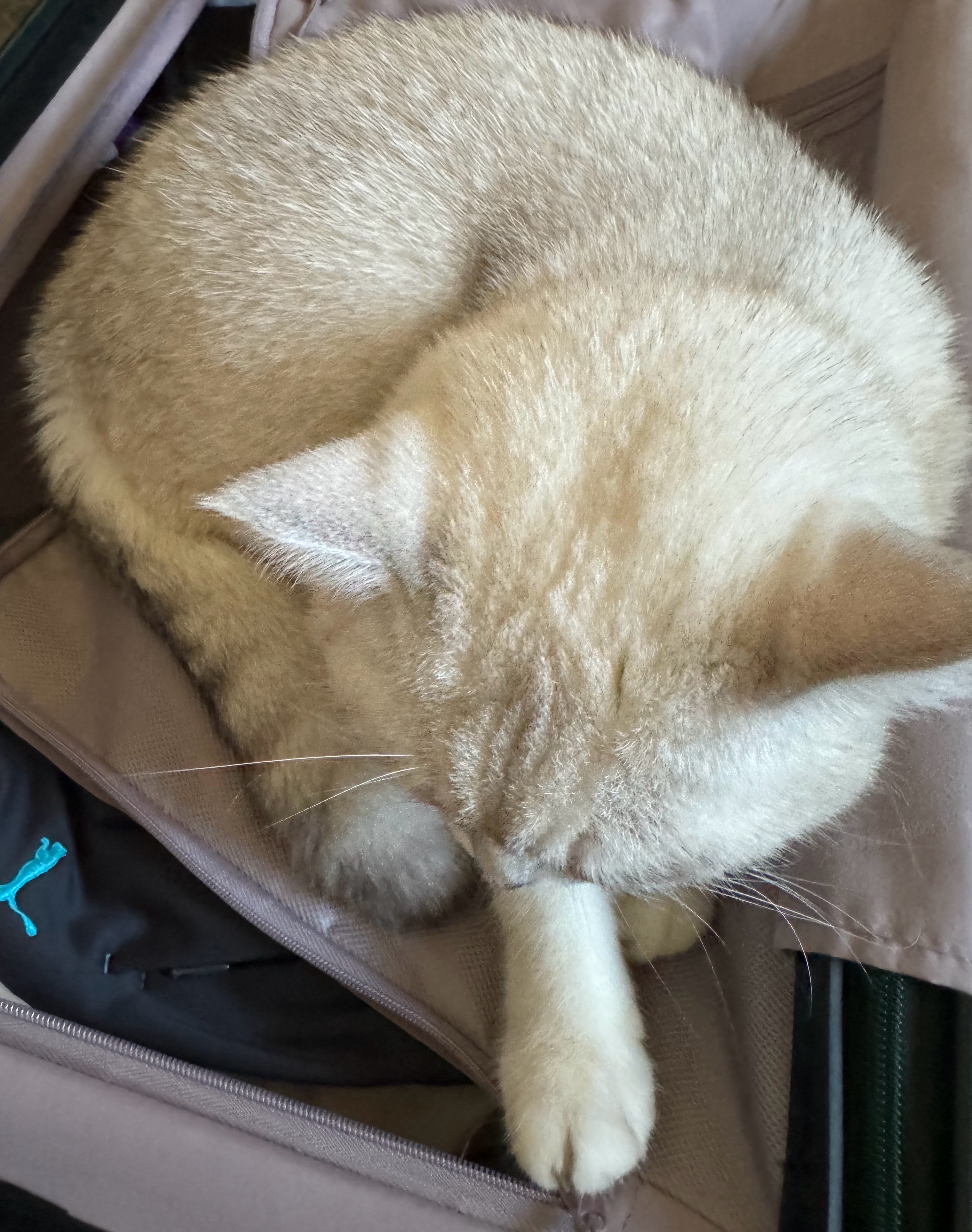 我家猪不让我走😭 ​​​