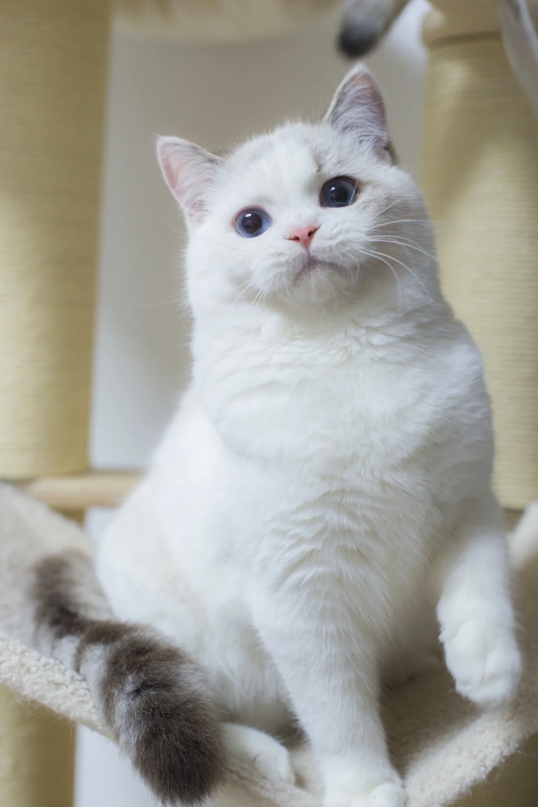 欧洲双色|现猫阿尔法弟弟
