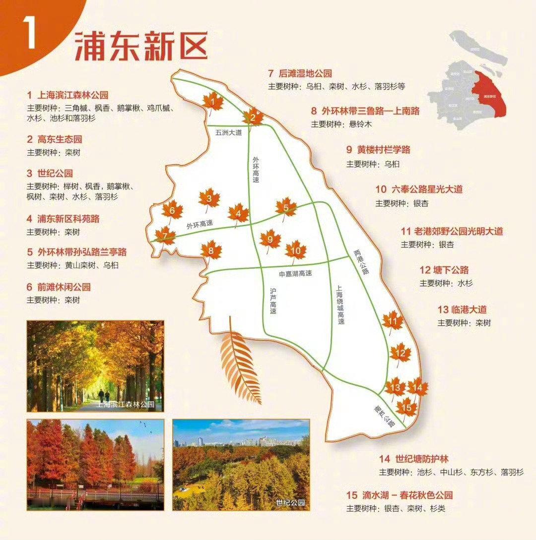 【这里是上海】又是一年深秋时，随着天气慢慢转凉，色叶树纷纷变了颜色。红枫、乌桕、