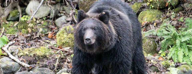 【#日本2025年度熊灾创纪录# ：238遇袭，13死】#日本2025年度熊灾2