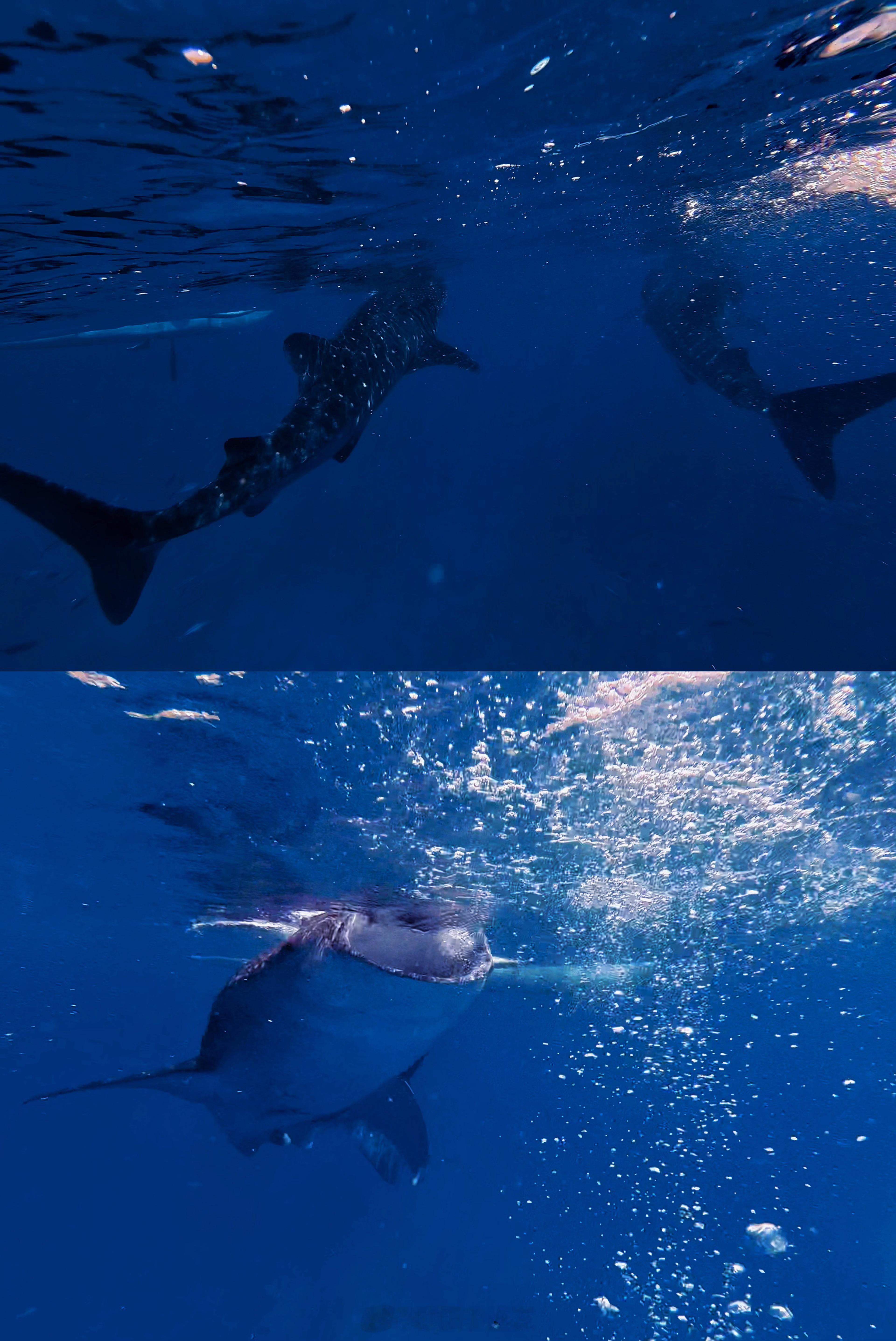 看！鲸鲨🐳🦈 菲律宾·Oslob Whaleshark Watching B
