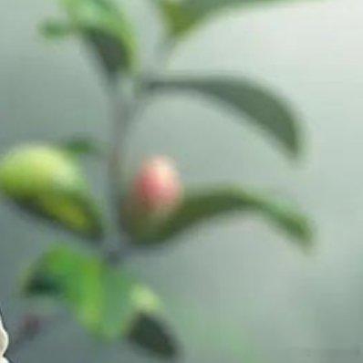 期许一场花开的绚烂，静赏一场花落的淡然！ 