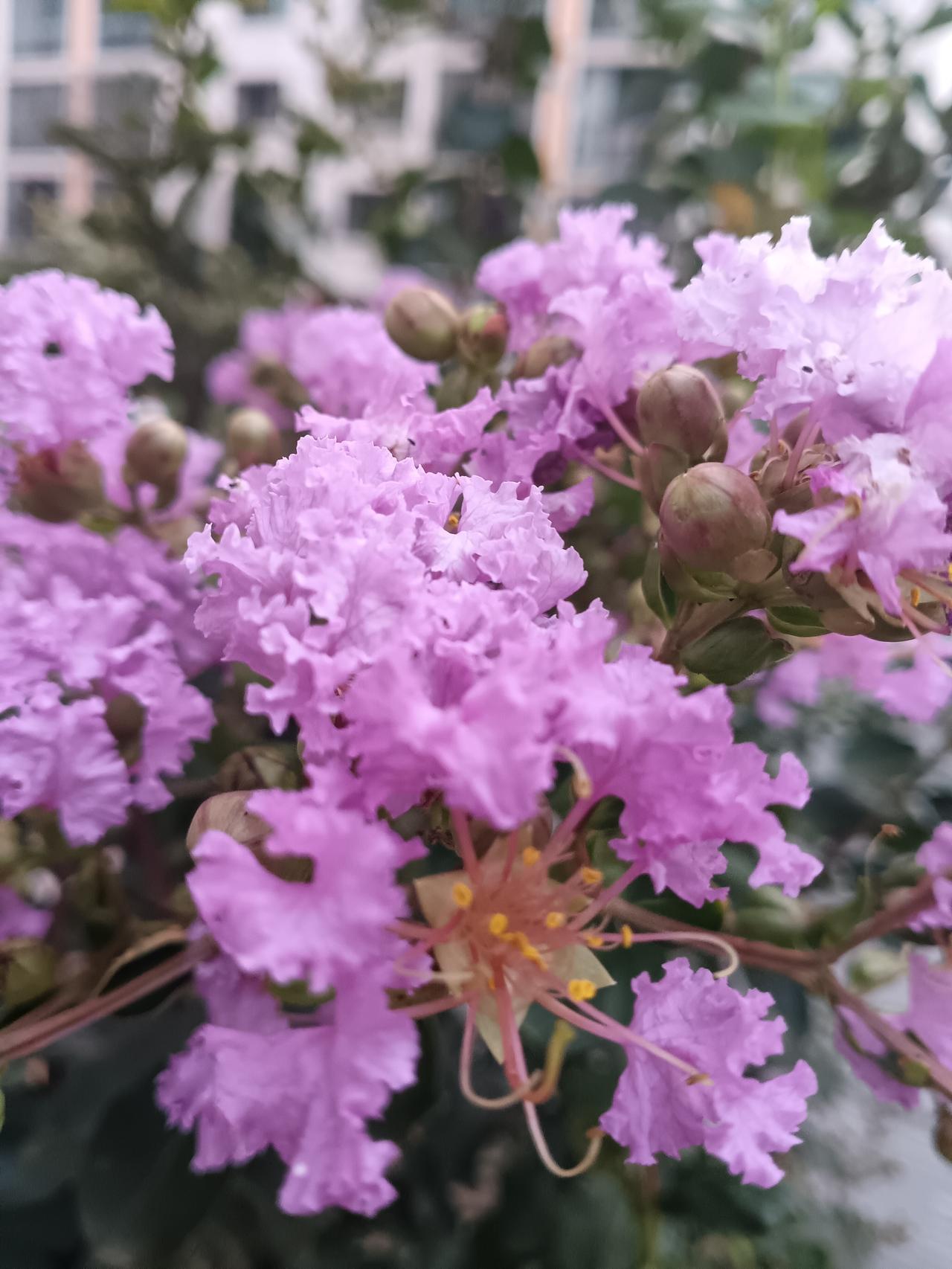 层层叠叠的淡紫紫薇缀满枝头，褶皱花瓣轻柔烂漫，花蕊舒展，晕染出温柔缱绻的夏日风情