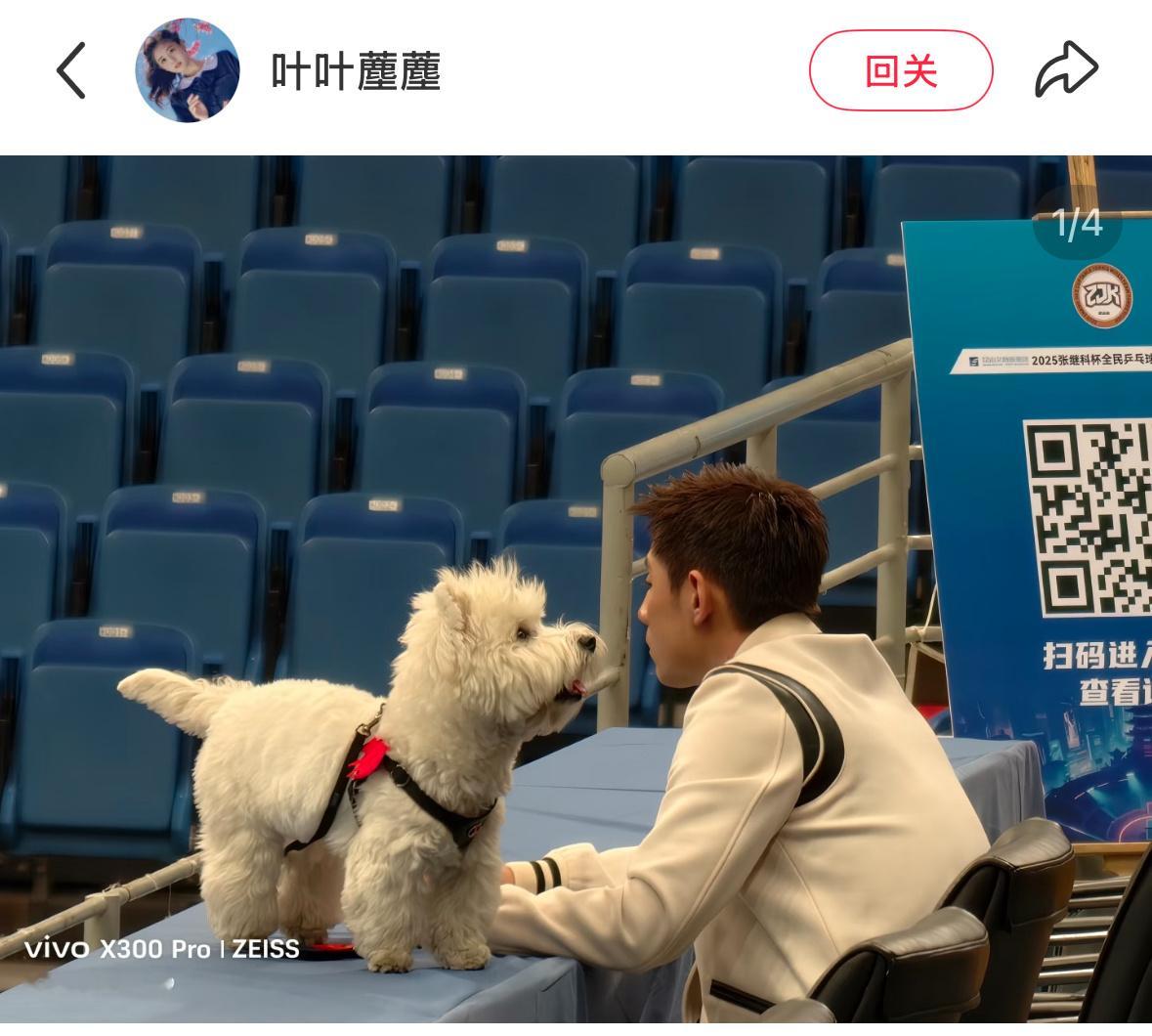 张继科 张蕊 不知道，反正张继科带着天天被拍的只有他的狗儿子，身边有哪个素人和工