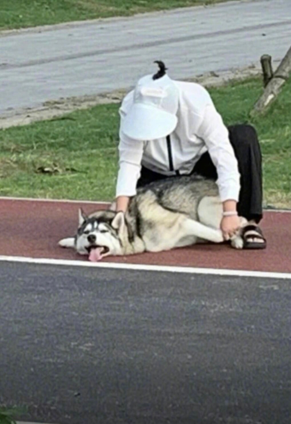 公园遇见神秘大姐驯服野狼一只🤔看起来是经过了一番激烈的搏斗 ​​​