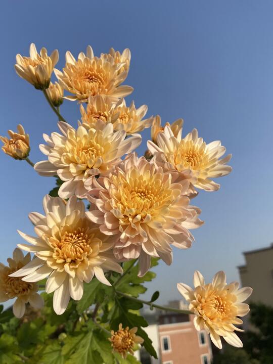 广东有多热看我种的菊花就知道了，外焦里嫩