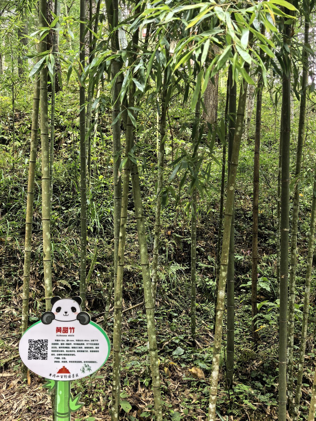 走进井冈山百竹园，才知道竹子的品种这么多，大开眼界。
原以为竹子都是细细长长的绿