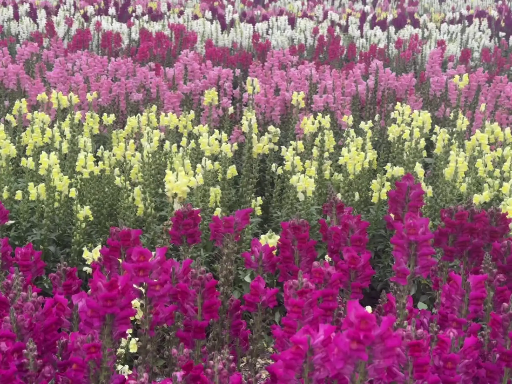 蓝天白云会更好看哦