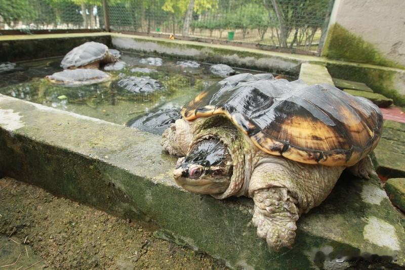 家人买鳄龟食用被男子阻止养了10年 近日广东佛山，有个超有爱的事儿。谭先生家里人