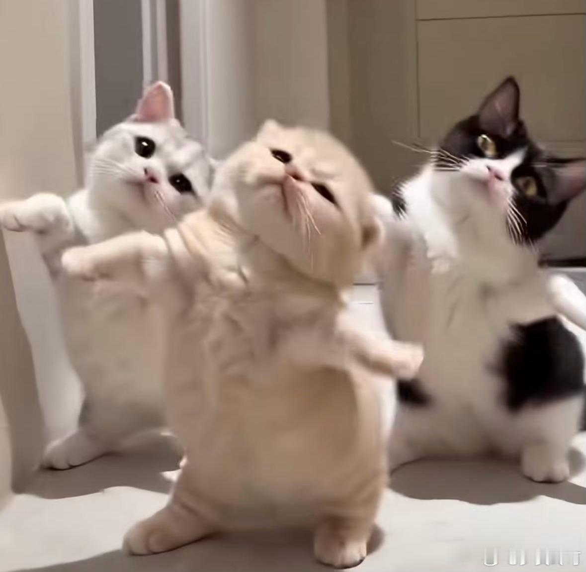 以为是AI生成的猫咪视频一看就停不下来，太可爱了。 ​​​