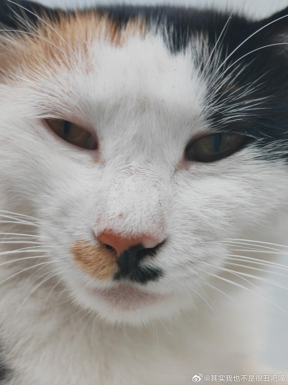 49726【丑猫】哟西哟西 