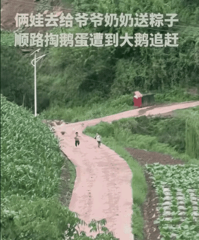 笑死我了[大笑]！刚才刷到一个视频，俩熊孩子偷鹅蛋遭大鹅追杀，直接火上了人民日报