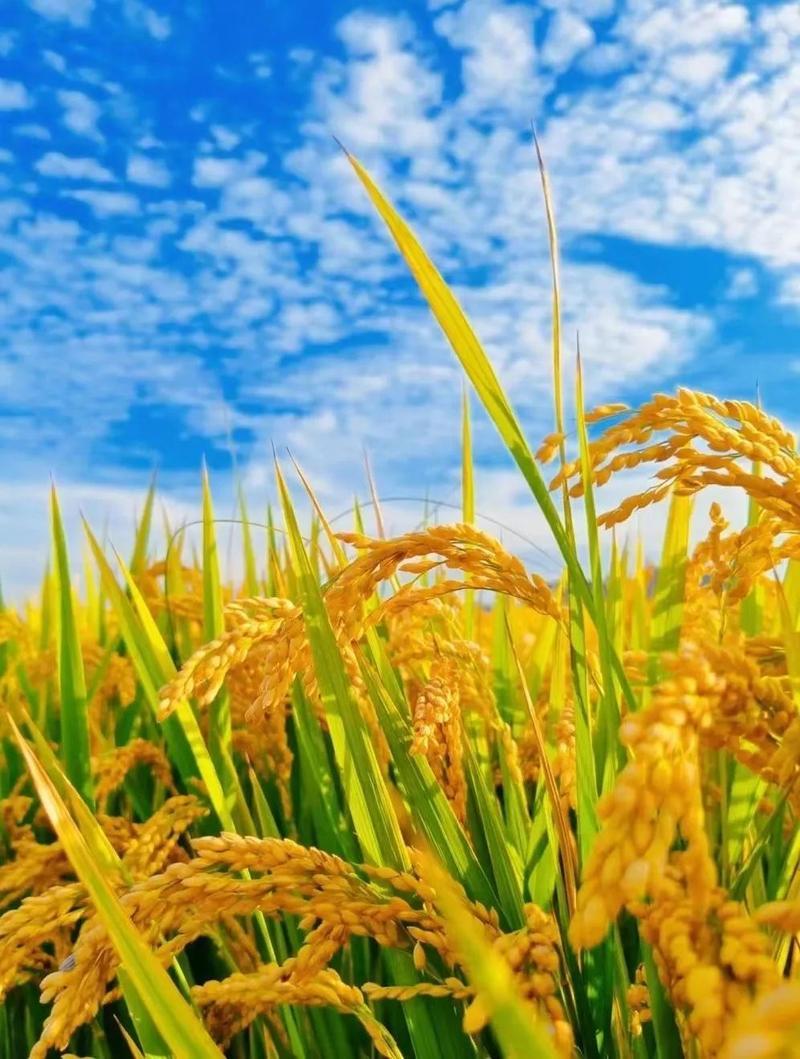秋日生活打卡季 丰收在望！金黄的稻田，阳光下的希望。