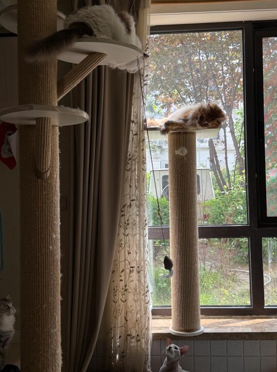 猫猫乐园扩建