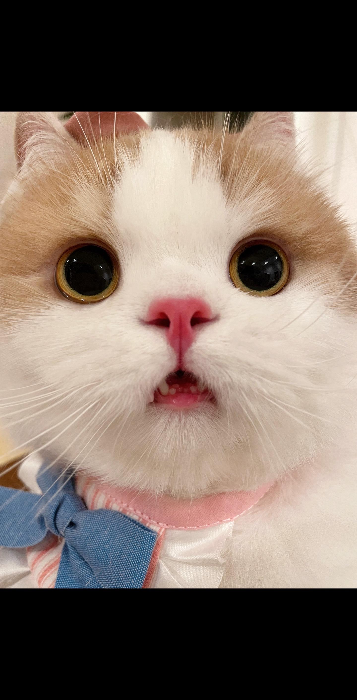 没脖子小猫卖呆啦～便宜卖咯～～