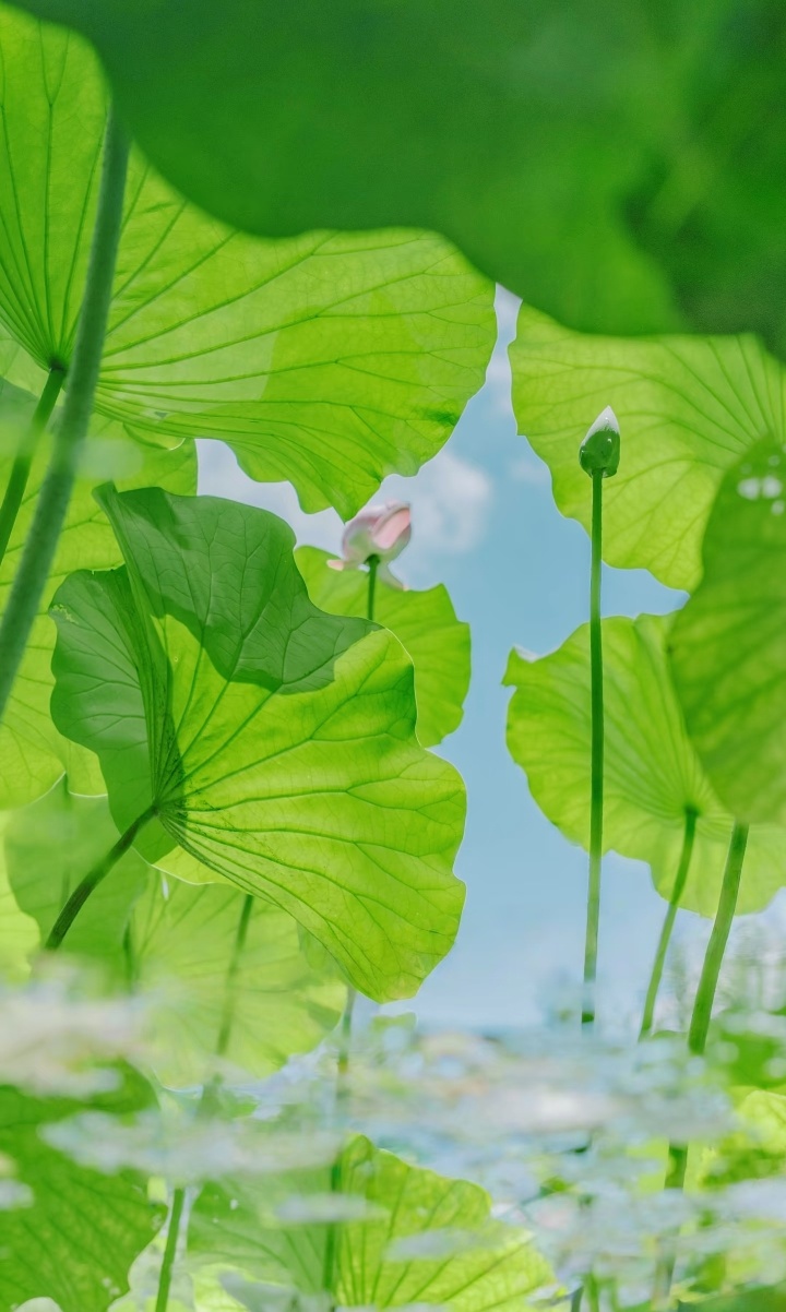 人生最美好的投资就是播种善良，收获的将是意想不到的幸福。凡事欲其成功，必要付出代
