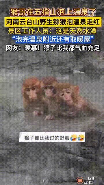 “破防了，猴子都过得比我舒服！”一名男子到河南焦作云台山景区游玩时，发现有一群猕