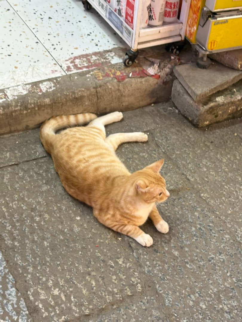 今天看见了十几只猫猫狗狗生活气息拉满了胭脂路社区这儿好好逛！！！！！！！ 