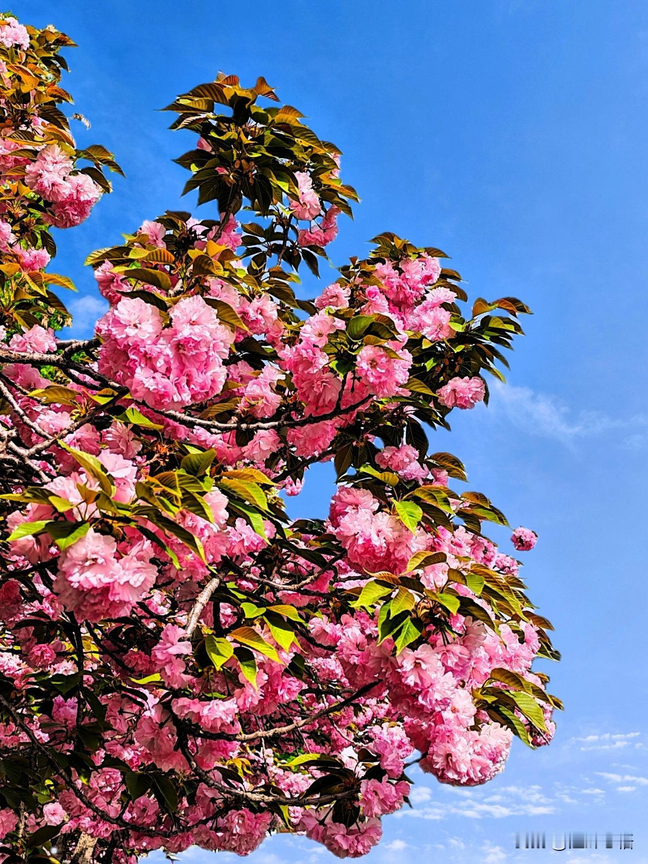 粉嫩樱花盛开，春意盎然，美不胜收！🌸🌸🌸