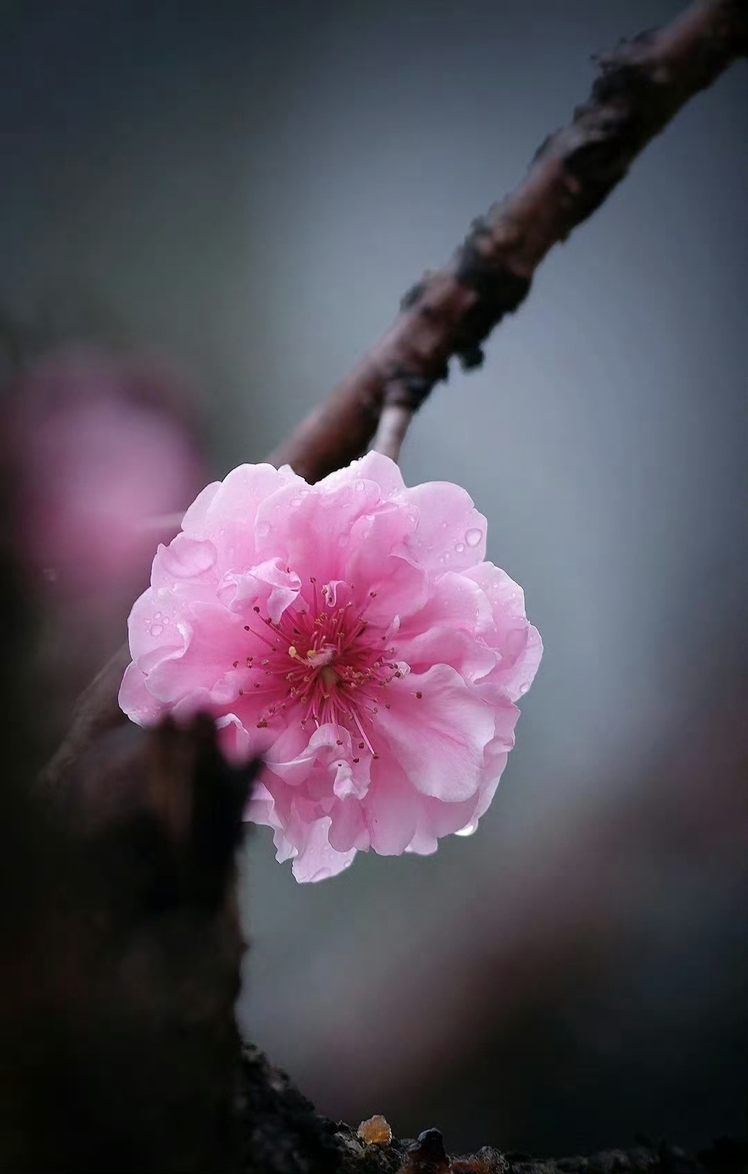 “  桃花独笑一枝春 ...  ”  