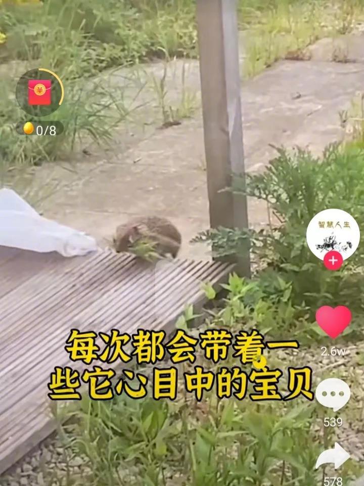 一只刺猬走到一户人家门口，应该是希望得到人类的帮助，好心人给它喂了一点水，从此刺