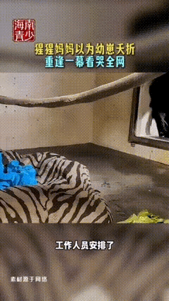 看完猩猩母子重逢的画面，内心猝不及防被狠狠触动，原来母爱从来不是人类独有的情感，