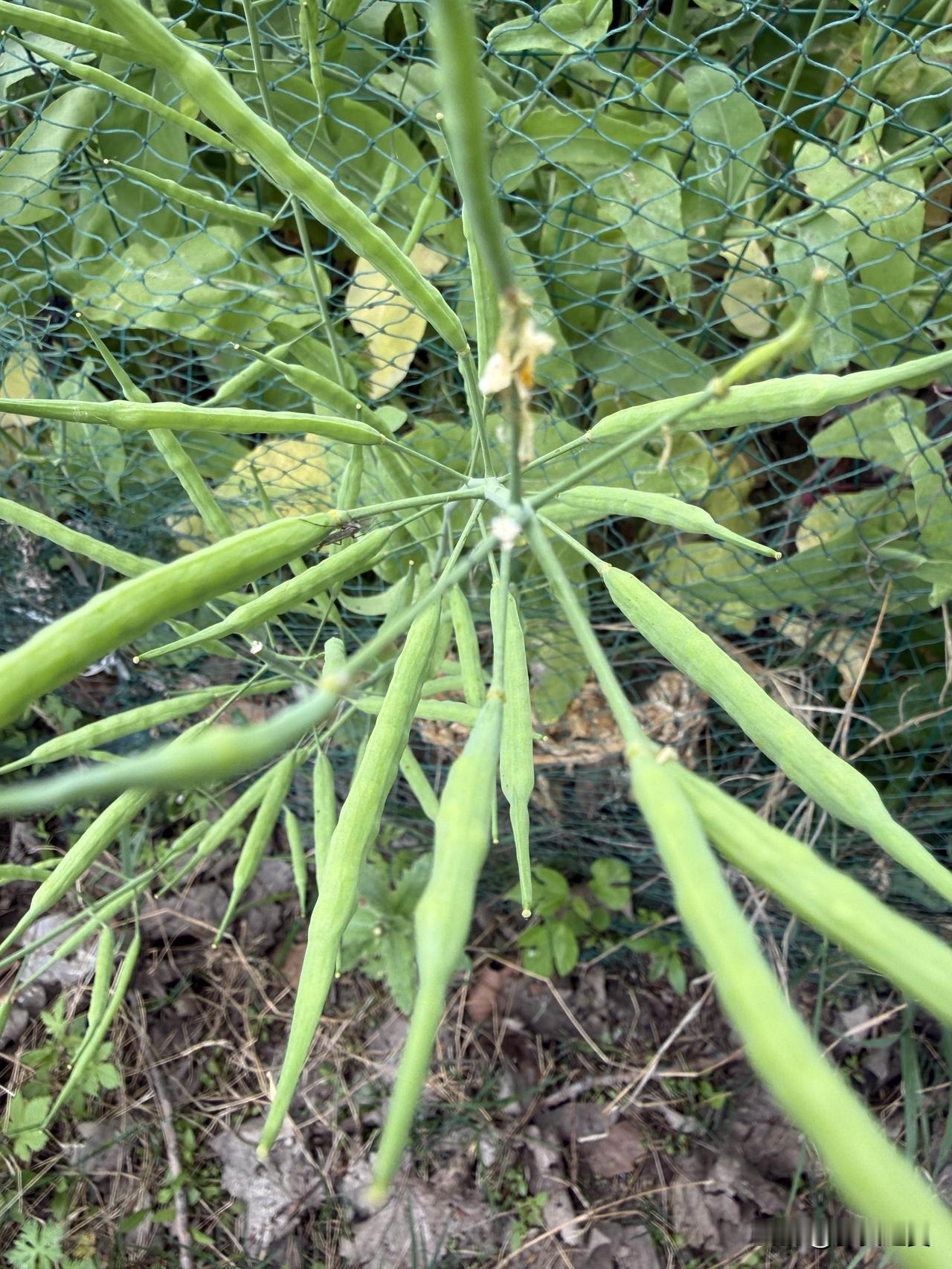 【小对联】
上：交汇；
下：……？