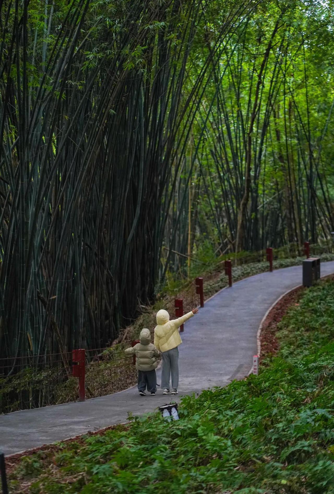 在乐山！！我唯一想去无数次的绿道秘境！！
新修绿道+木栈道+山顶观景台，静谧到只
