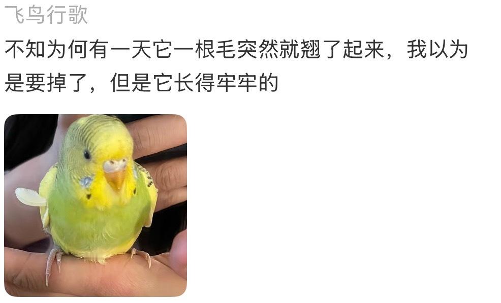 我惊呆了！原来小鸟还会给自己做造型，真的超级萌呀🥹 