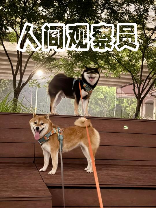 下雨天遛狗就是渡劫