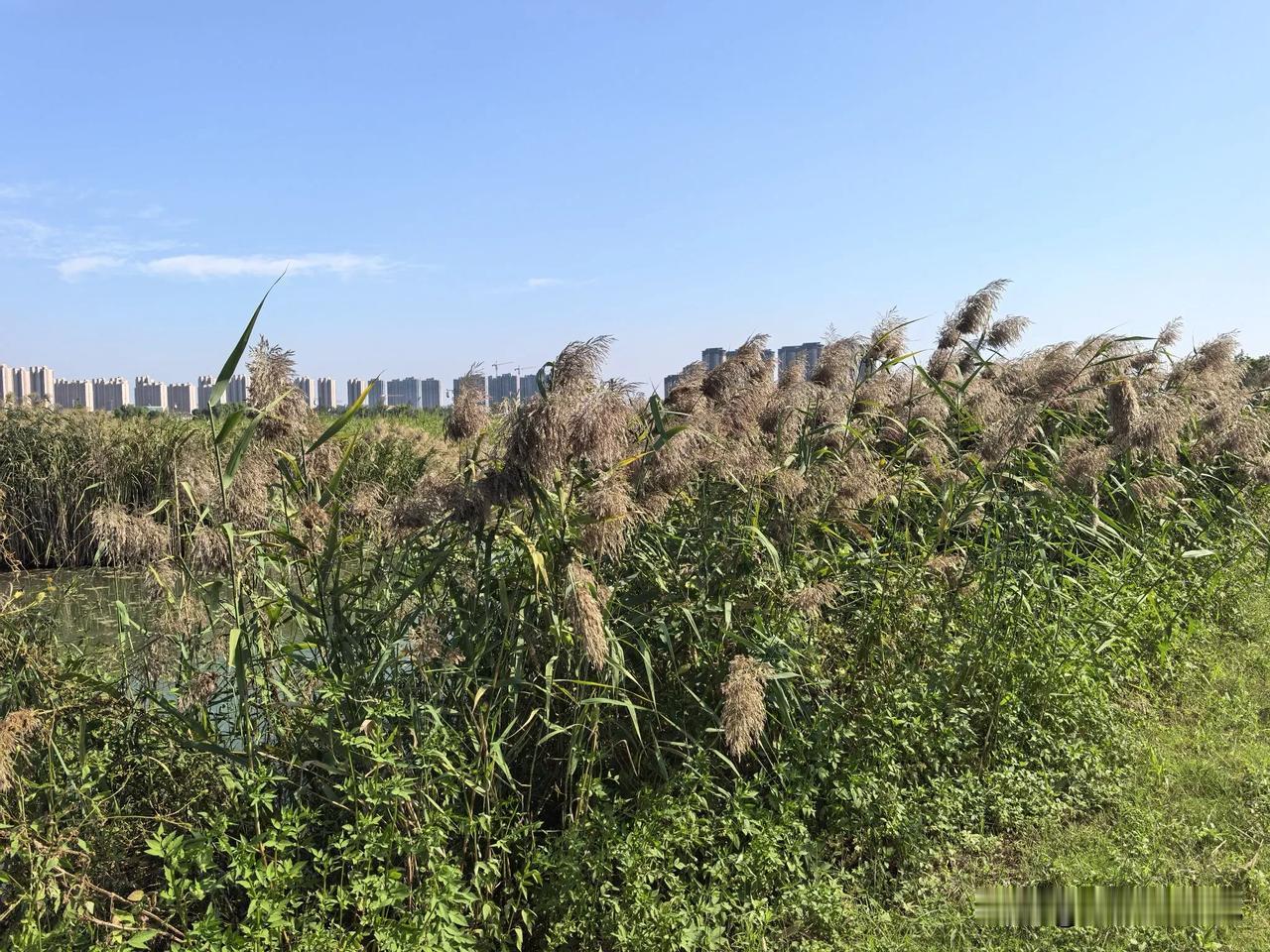 秋天的风吹到了贾汪龙吟湖，
吹皱一池湖水，
吹乱了湖边的芦苇，
吹动了粉黛，
微