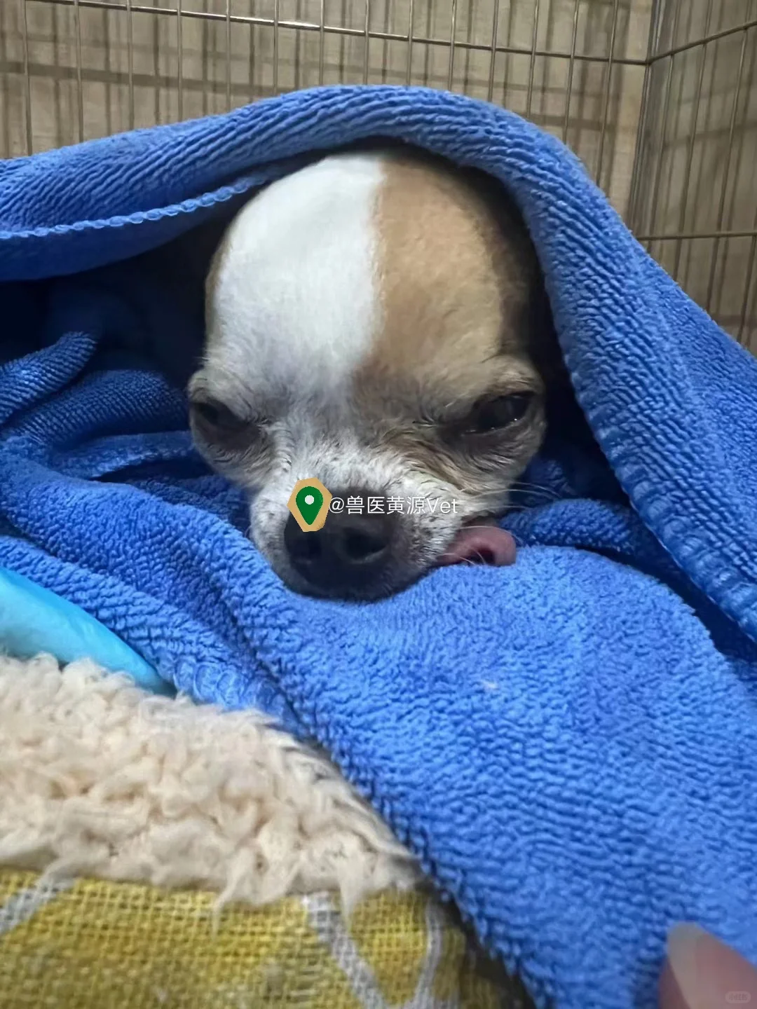 小体型狗狗是真的很容易出大问题