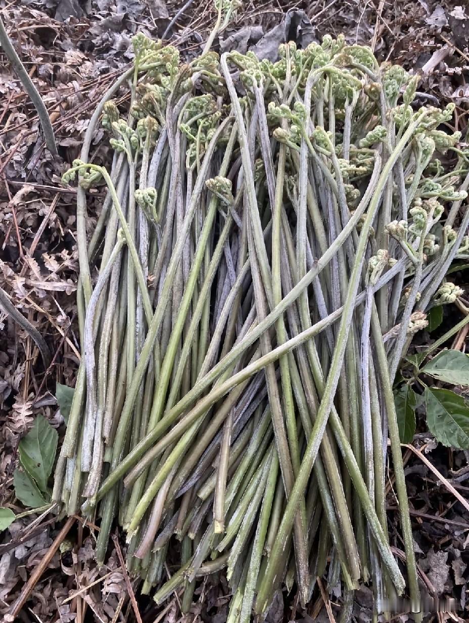 你们那里把这个野菜叫什么？