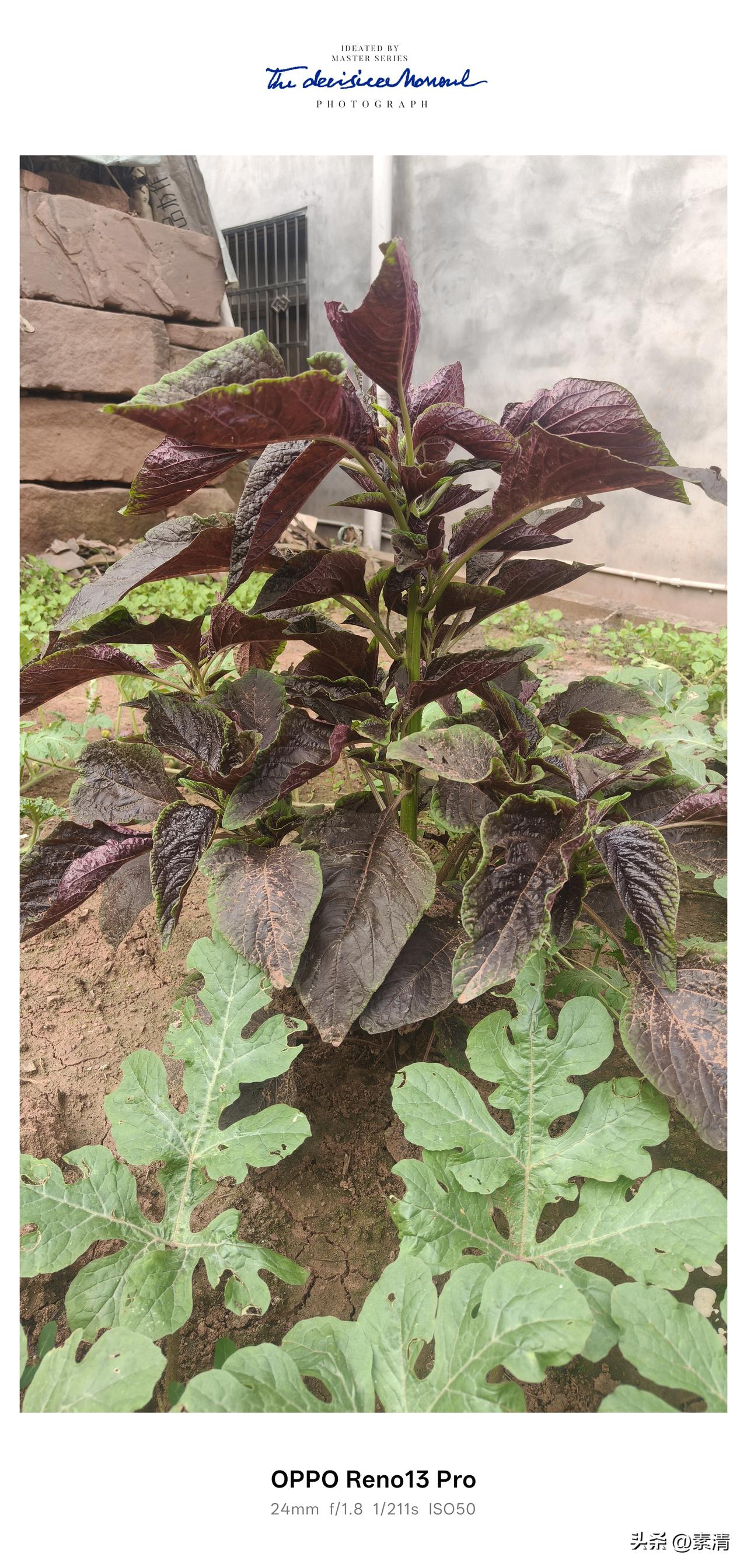 老家菜园里的红苋菜，今年的热闹告一段落啦。整个五月都在吃苋菜，中午吃完了。[大笑