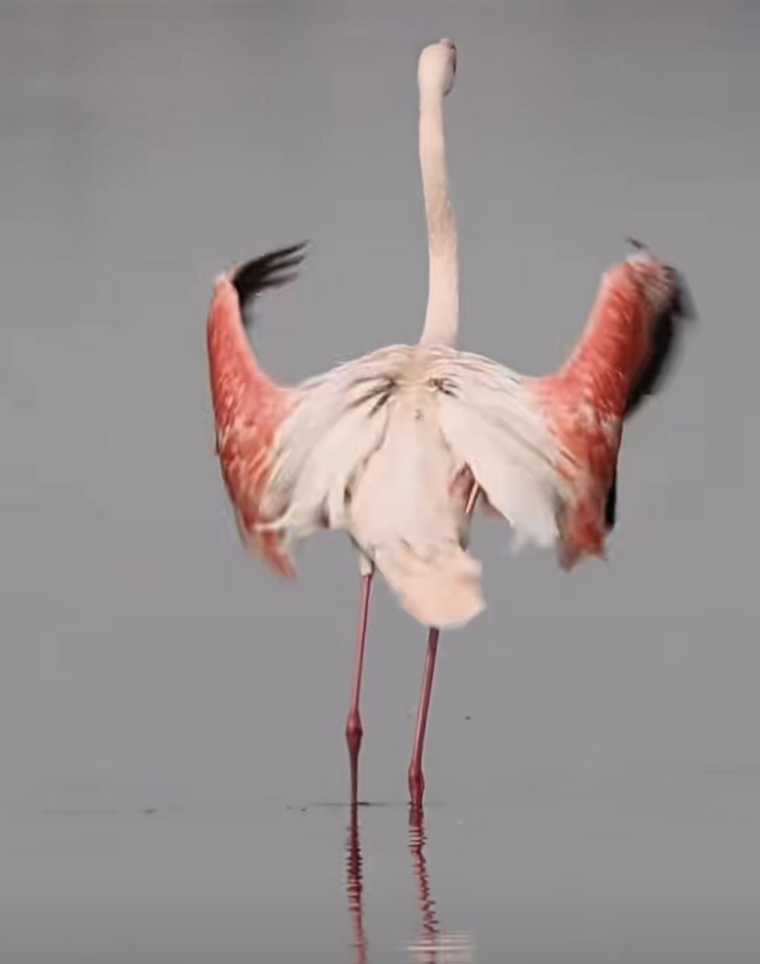 记录生活，分享美的瞬间连续十多年都有来到山西省运城市盐湖过冬的火烈鸟。