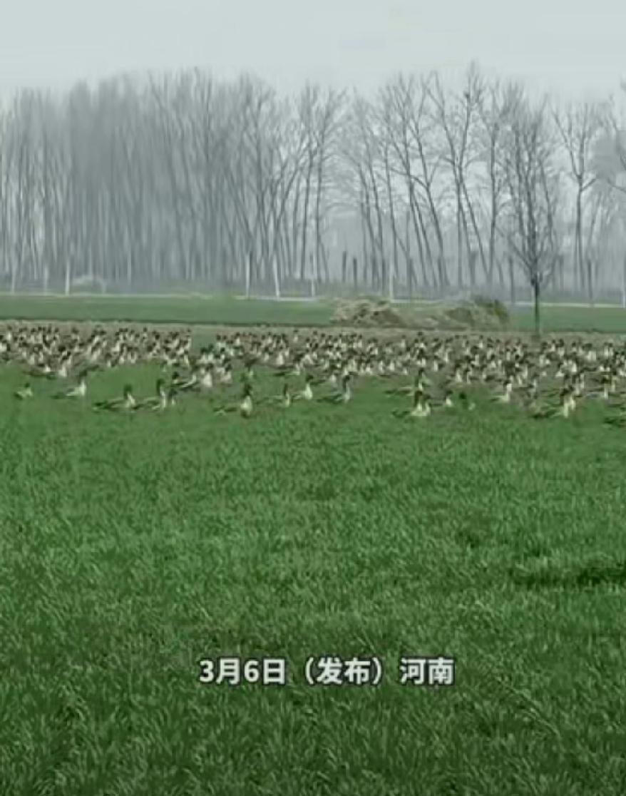 意外之喜？3月6日，河南一男子到自家的小麦地里工作，突然发现一群大雁飞到了自家地