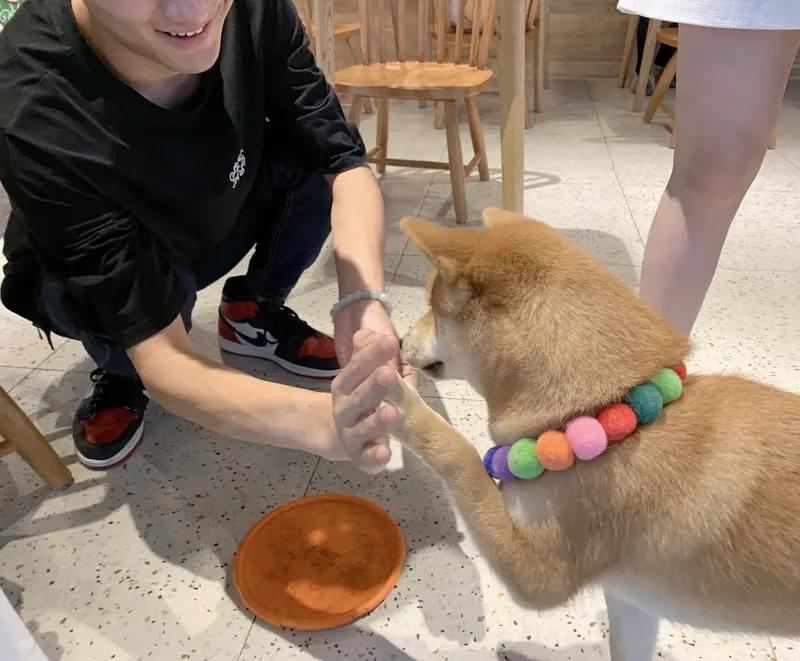 广东一餐馆，顾客用店内餐碗喂狗，拍摄者：当场提意见遭无视，店方：服务员发现后立即