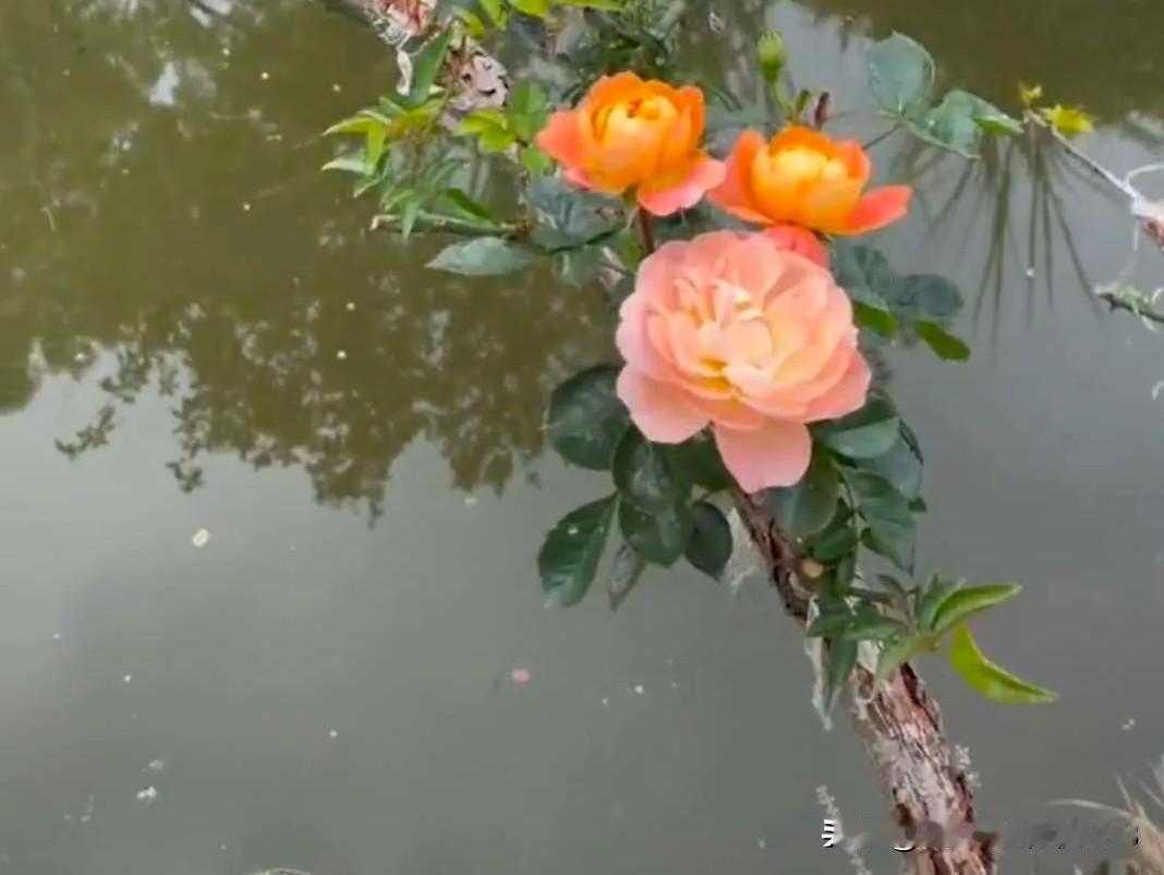 一位中医诊所的老板说:
我开了几十年诊所了，现在门诊量越来越少，有人说让我不能天