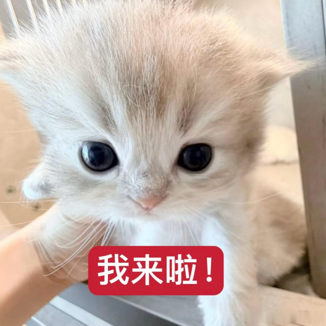 七夕快乐 揪两个宝宝送小礼物 限铁粉及以上～ 