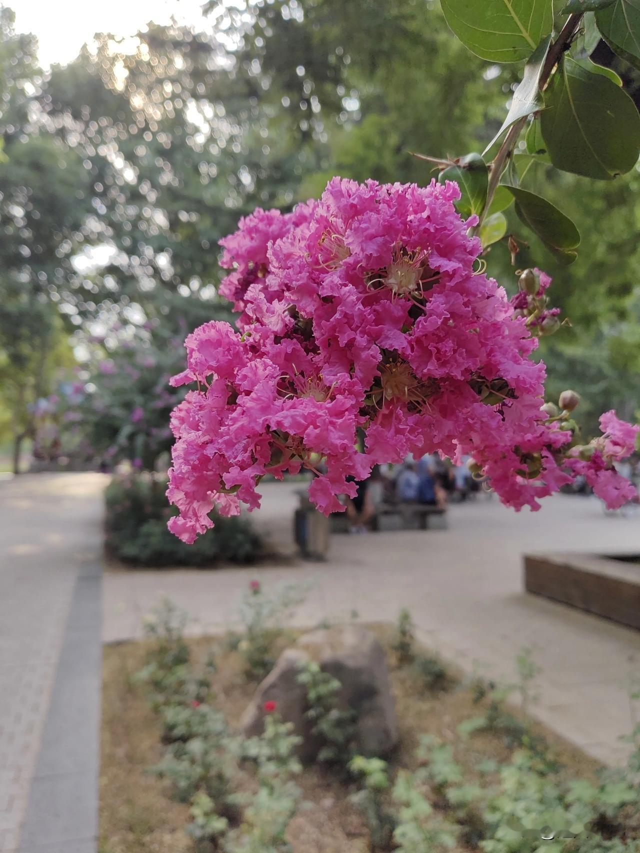 又来晒图喽，

今天晒晒夏天的花儿。

长安公园美景如画，

紫色的花很漂亮。