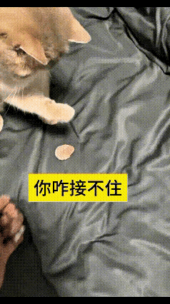 这视频我翻来覆去看了好几遍，笑得肚子都疼。主人拿个跟小花瓣似的小片片，往小猫跟前