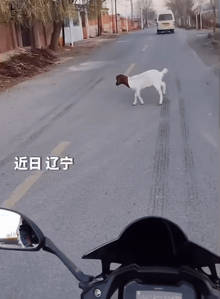这是羊还是猴儿？ 