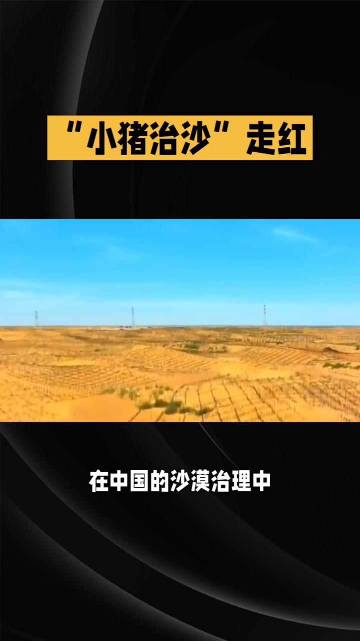 "小猪治沙"走红。
说到治沙，很多人会想到草方格、植树造林，却很少有人知道圆滚滚