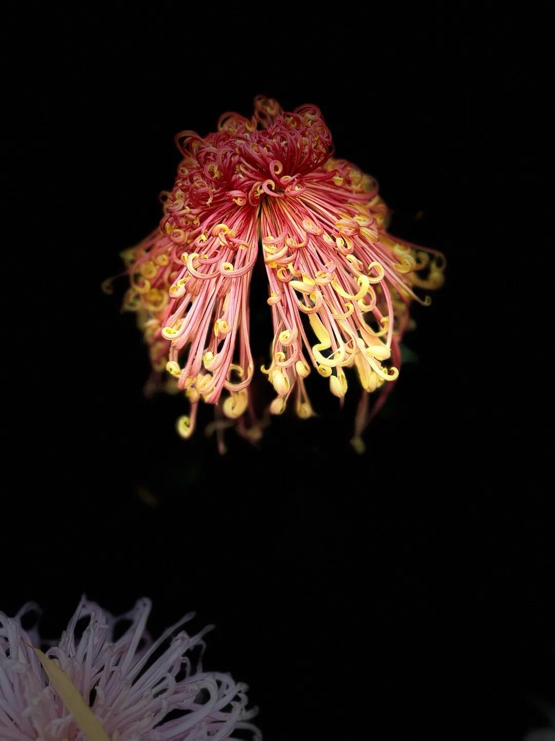 余生，活在有花有爱的世界中。