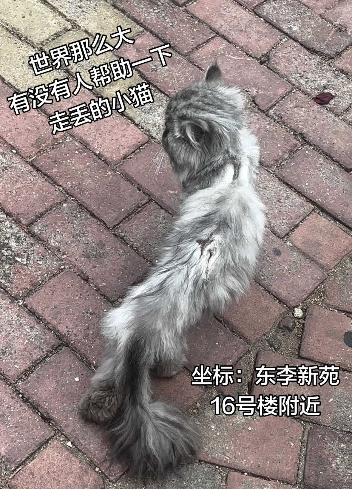希望你能找到妈妈。