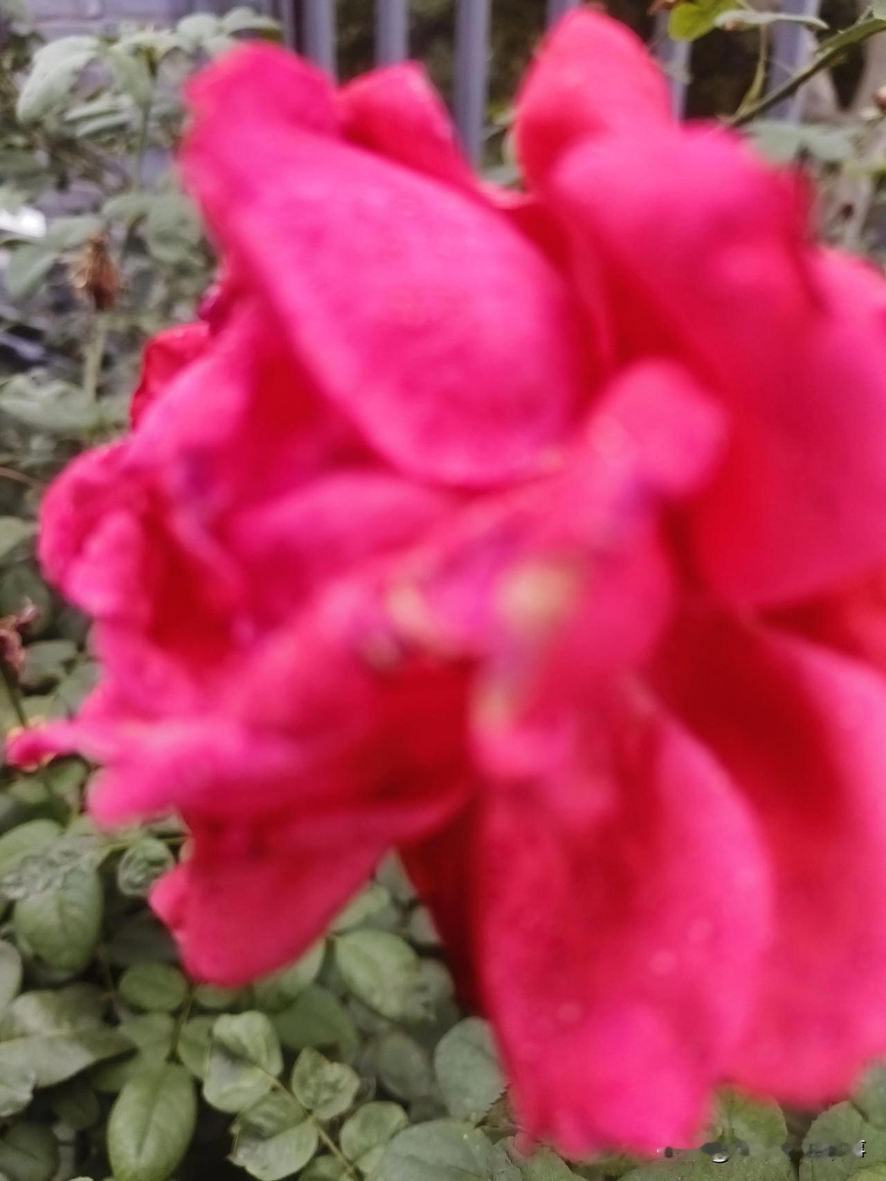 晒图笔记大赛 惊艳的粉色玫瑰，绽放在绿叶之间，美不胜收！🌹💐🌸